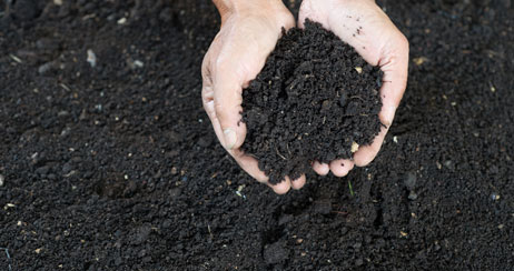 Cupped hands picking up dark soil