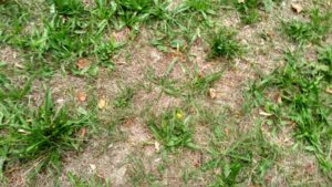 lawn repair