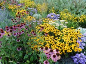 soil perennial garden mix
